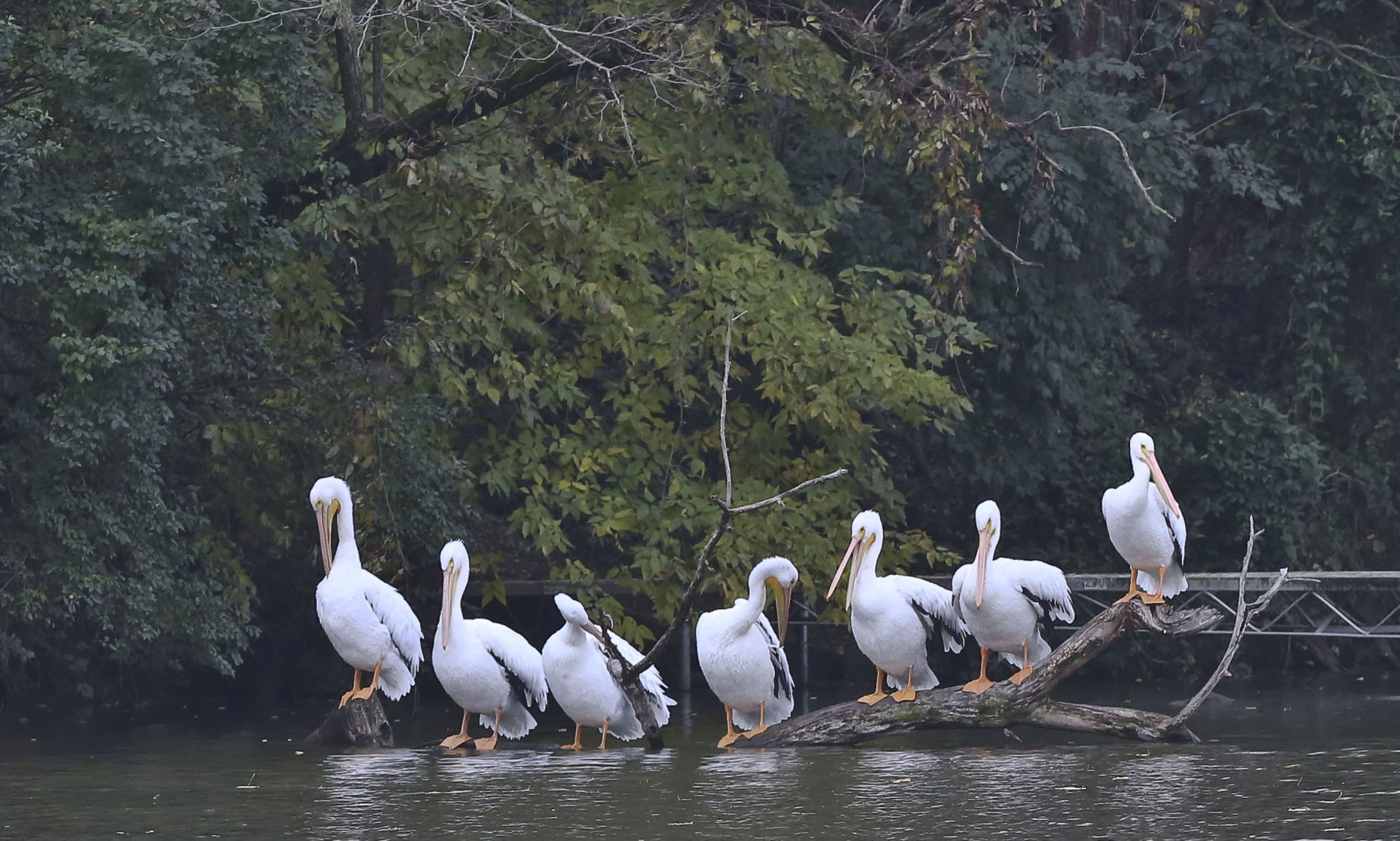 2018: Autumn Around Lake Decatur